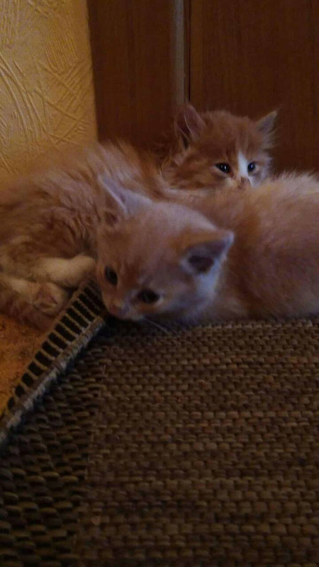 ПерваяПартия5