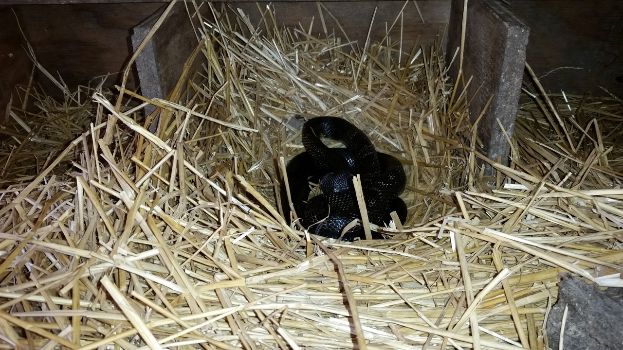 2017-4-15 Rat Snake (1)