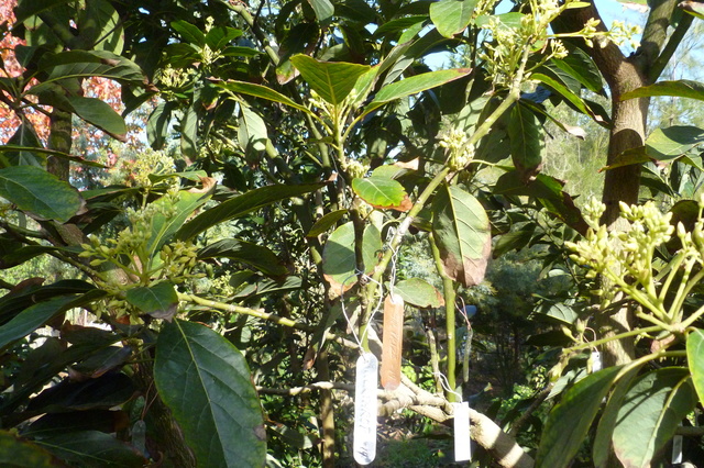 grafts 012
