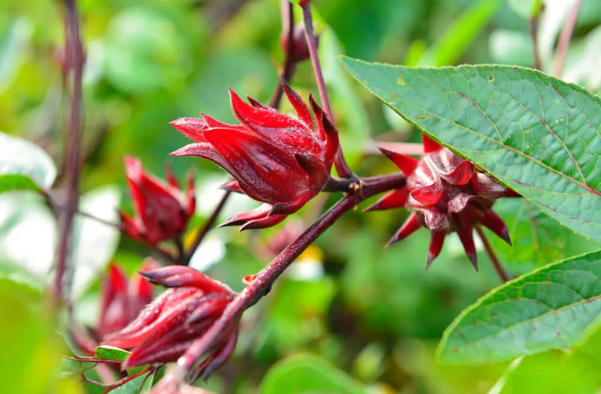 Usos sorprendentes de la flor de jamaica en la belleza y el bienestar