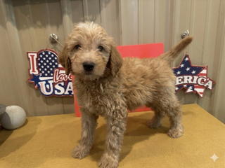 s red male may 16