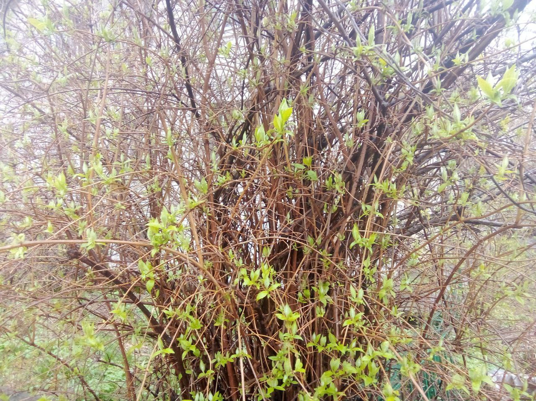 photo_2025-04-01 8.17.59 пп