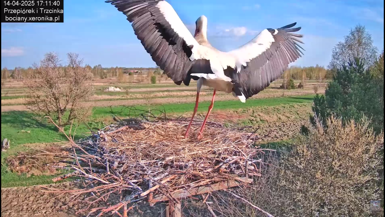 14042025bociany_1