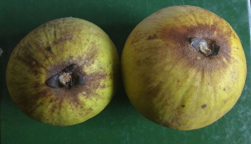 IMG-20161219-WA0025(2)