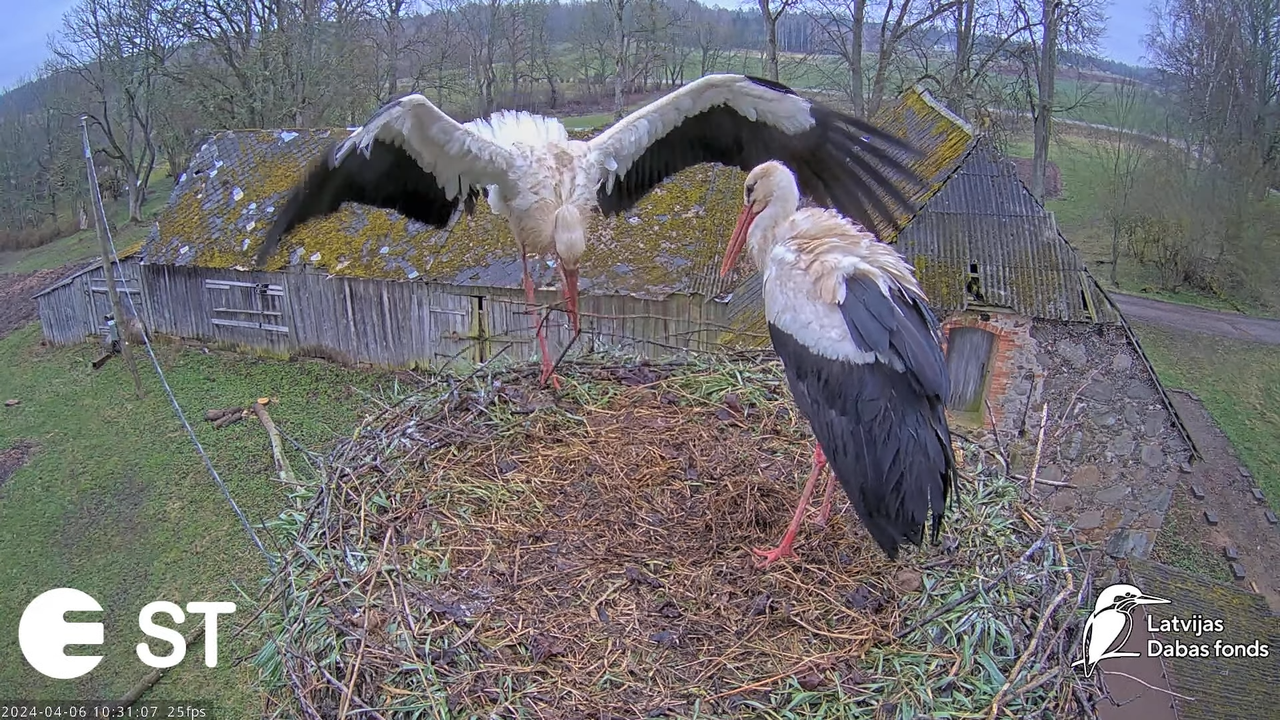 Baltie stārķi (Ciconia ciconia) Tukuma novadā - LDF tiešraide __ White storks in Tukums, Latvia 13-3
