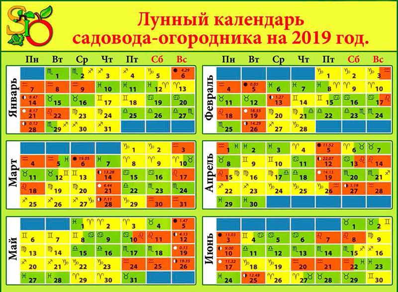 Мартовский лунный календарь для ухода за суккулентами и кактусами