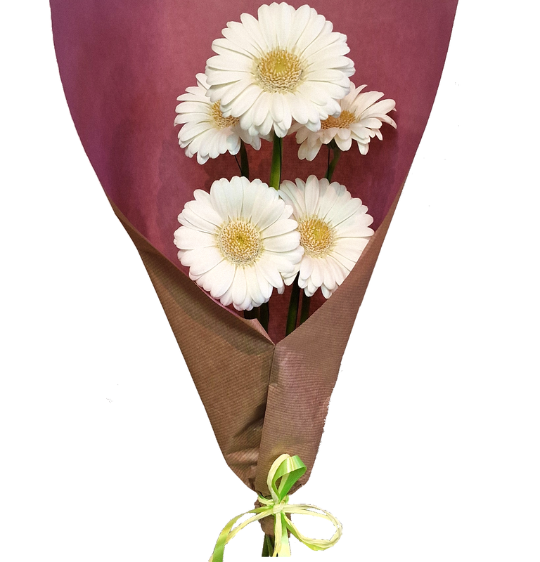 Molho – 5 Gerberas Brancas
