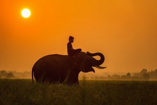 Image d un elephant