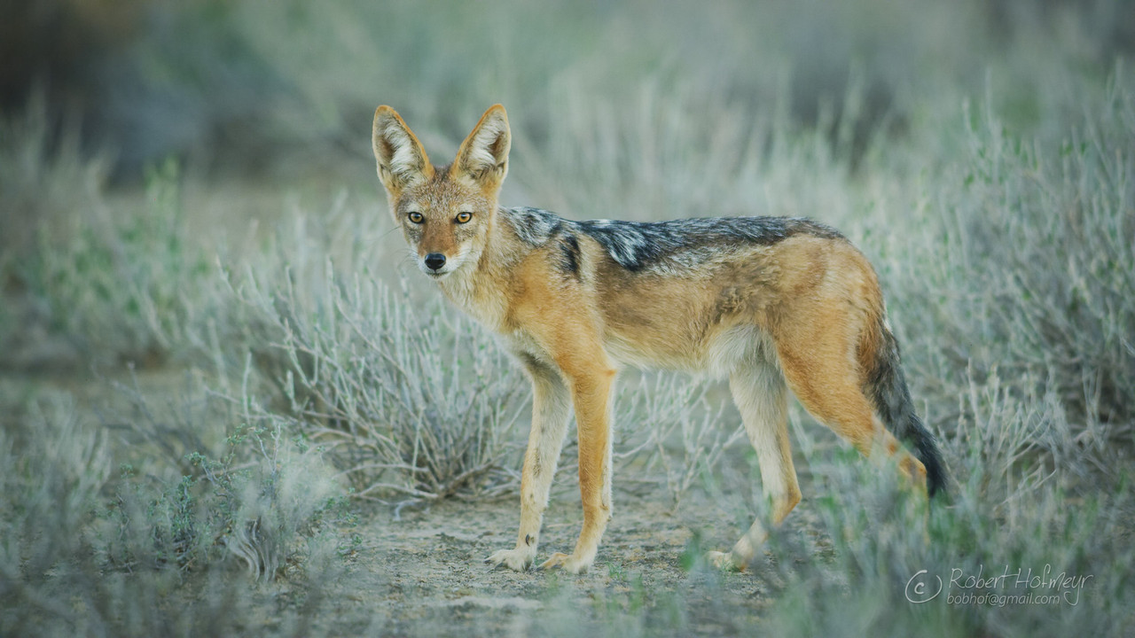 2019a-Kgalagadi-A007-C041-0224-QX-0000392.jpg