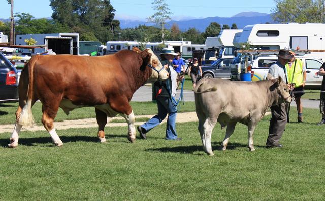 3yr Simmental bull and 6 mth Murray Grey calf compete for Champi