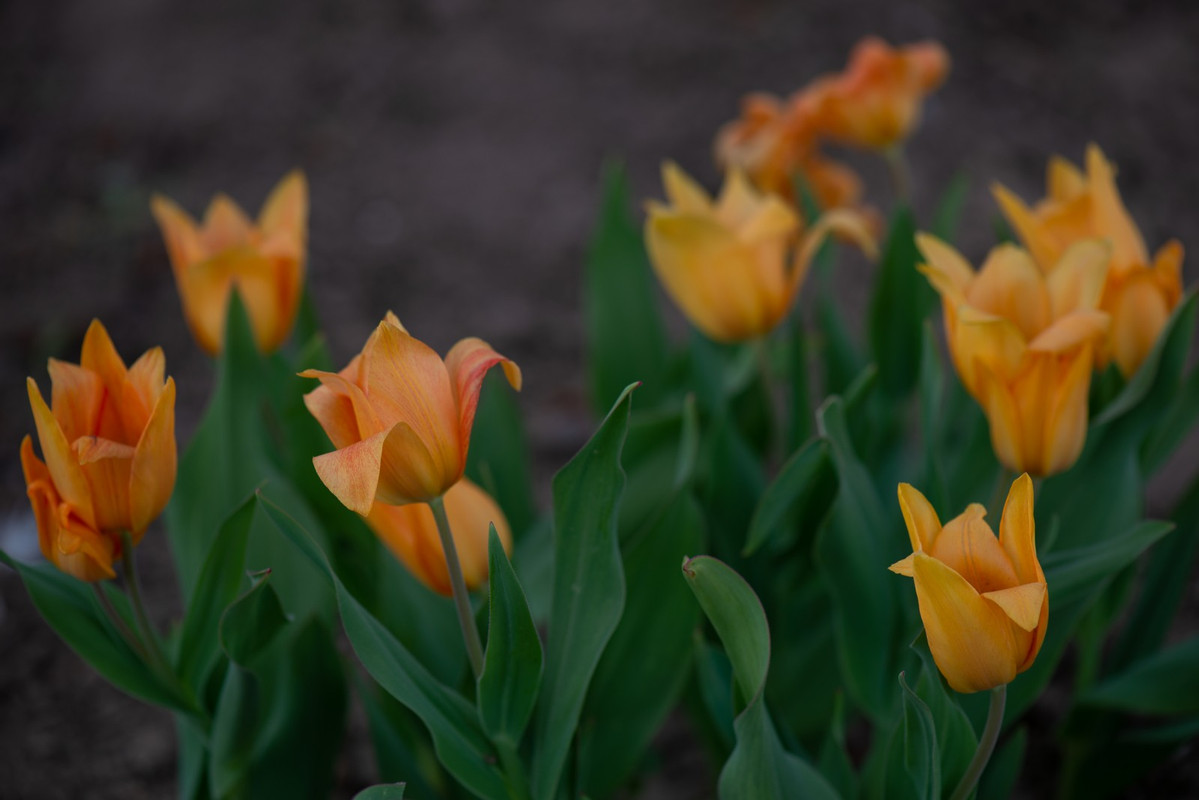 IMG-8740e7fb932b35e8833383fff5ed3c98-V