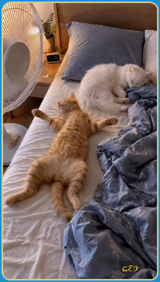 210726-chats-ventilateur-canape