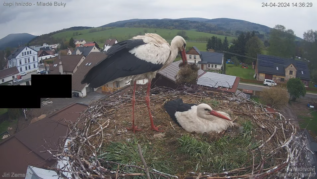 Živá kamera - Mladé Buky - čapí hnízdo 11-32-14 screenshot