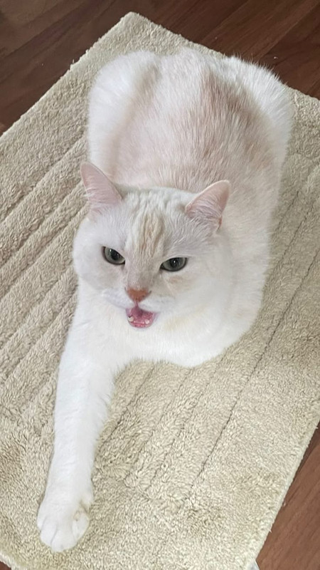 dab7f8d42c6071532bd58de8772d6002