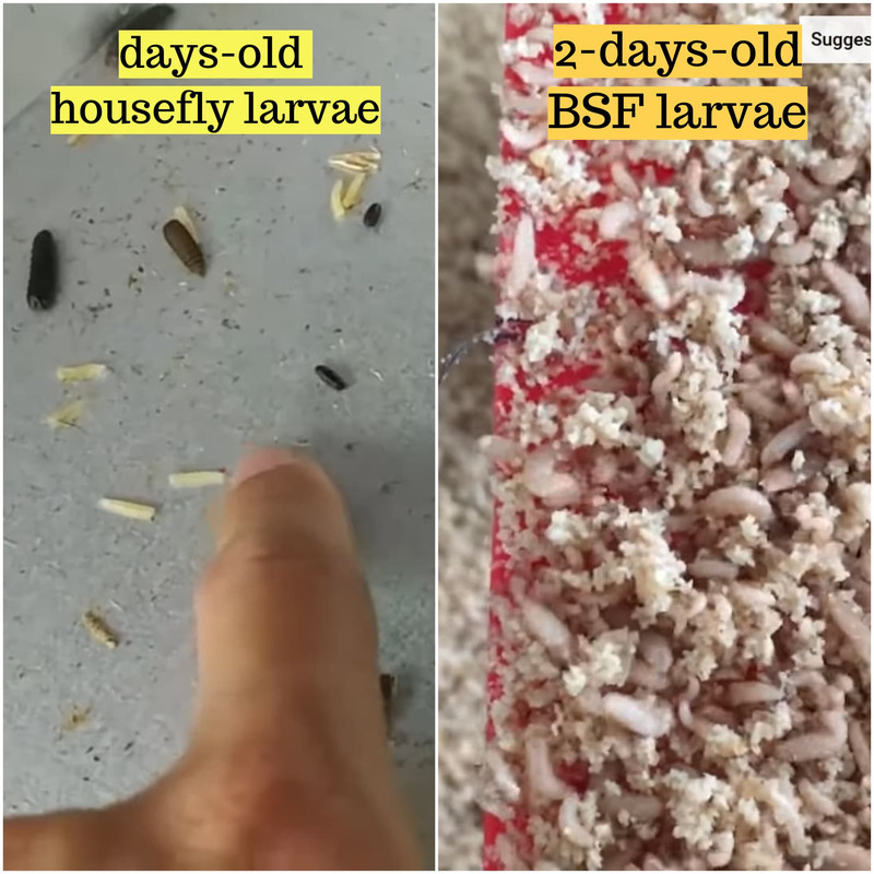 house fly larvae