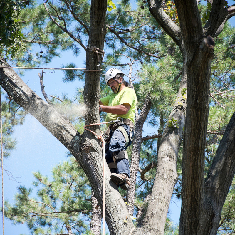 landscaping Dripping Springs