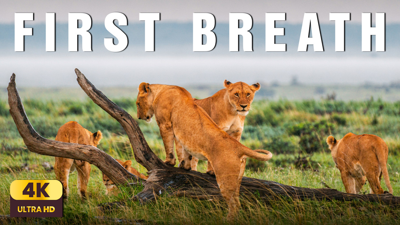 Morning Breath of the Savannah | Relaxing African Dawn & Gentle Wildlife Ambience