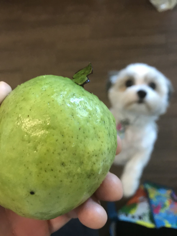 BarbieGuava2018