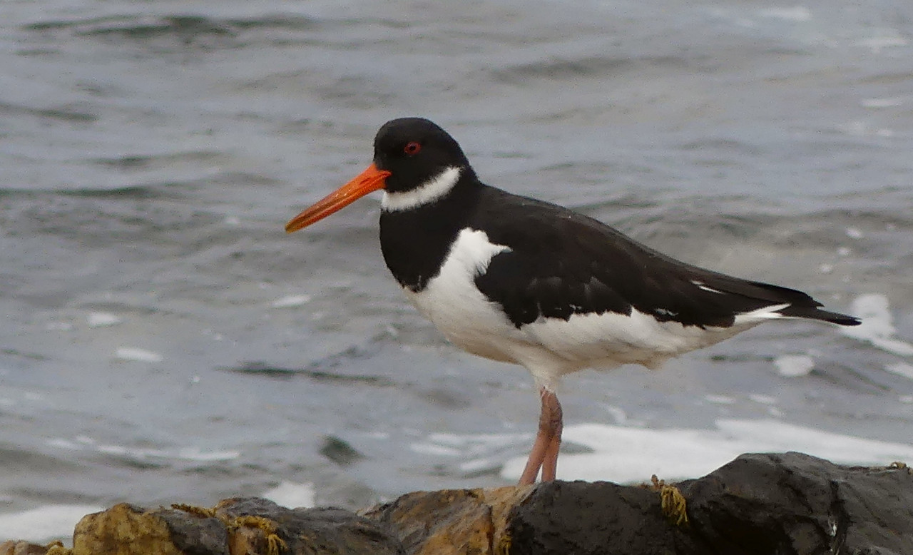 OYSTERCATCHER 2
