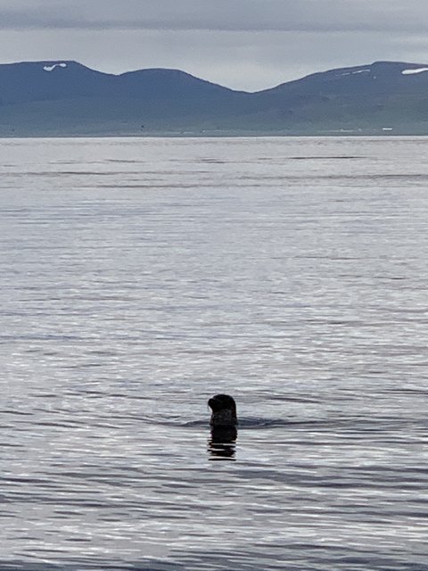 DIA 9 JULIO/22 PENINSULA DE TROLLS Y PENINSULA DE VATNSNES...y VEMOS FOCAS!!! - Islandia, 17 días..."sin sus noches" Julio 2022 (10)