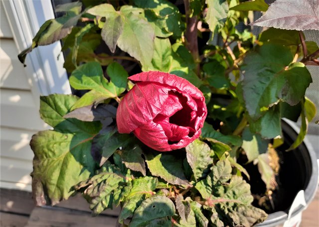 Dark-Rose-Hibiscus-1.jpg