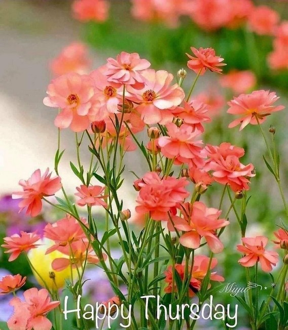 THURSDAY-jeudi-8