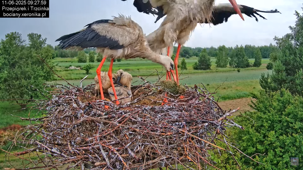 11062025bociany20