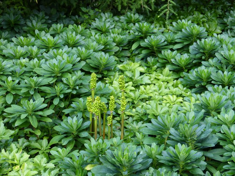 2014-07-13 Arboretum Härle 50