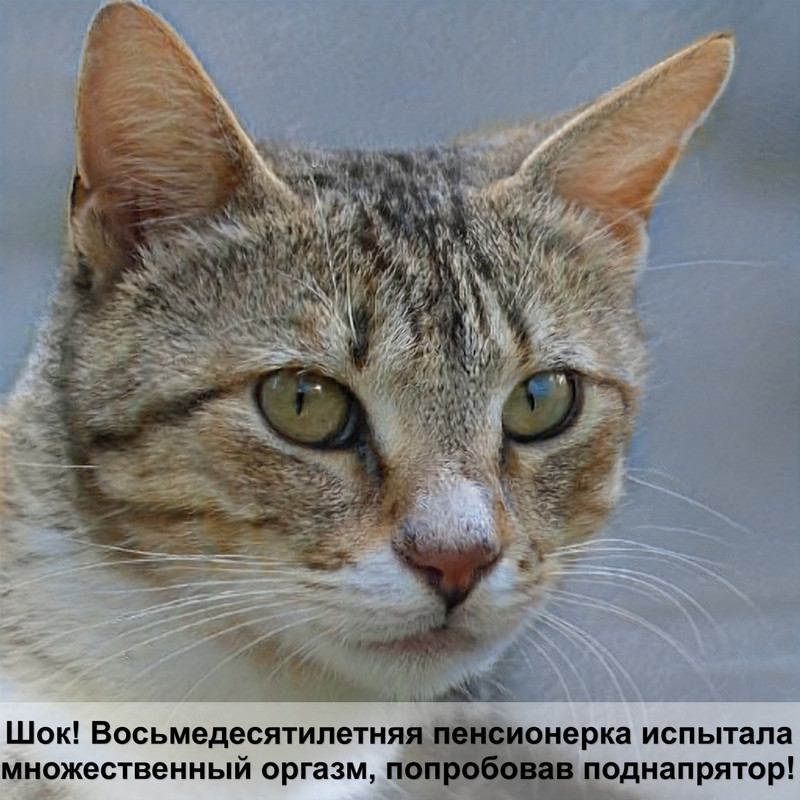 как надеть шлейку на кошку