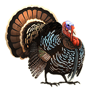 Donation-Turkey.png