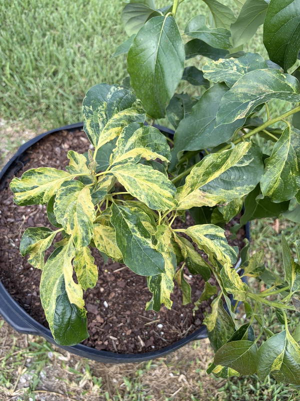 Nishikawa Variegation2