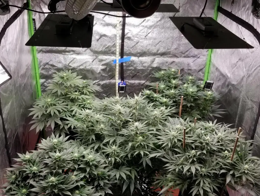 Indoor Cannabis Growing with LED Lights