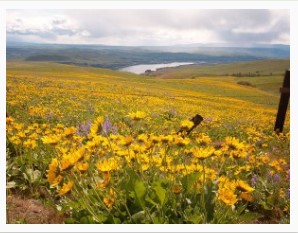 Dalles Mountain Road in the eastern Columbia River Gorge, Klickitat County, Washington