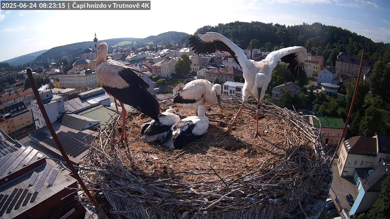 Živě z čapího hnízda na pivovarském komíně v Trutnově 11-39-39 screenshot