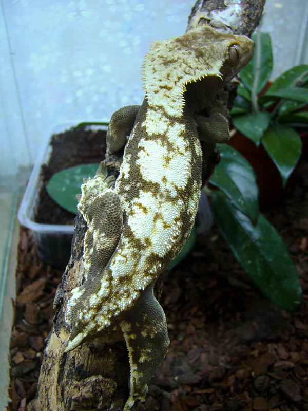 DSC04375 копия1-3