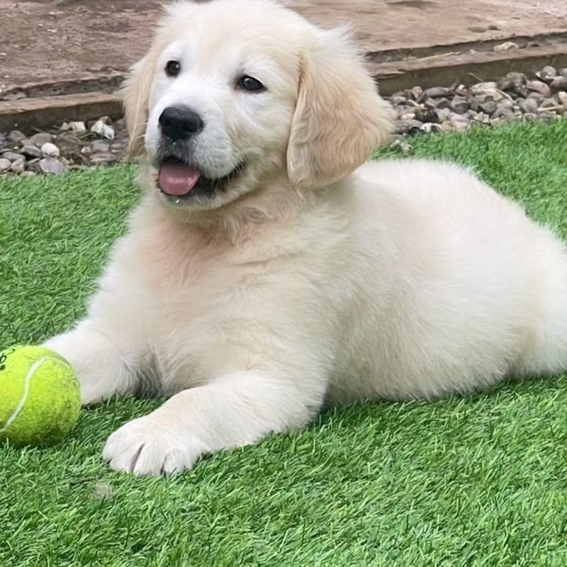 1741948-f9d63bef-puppy-yoga-birmingham-1024