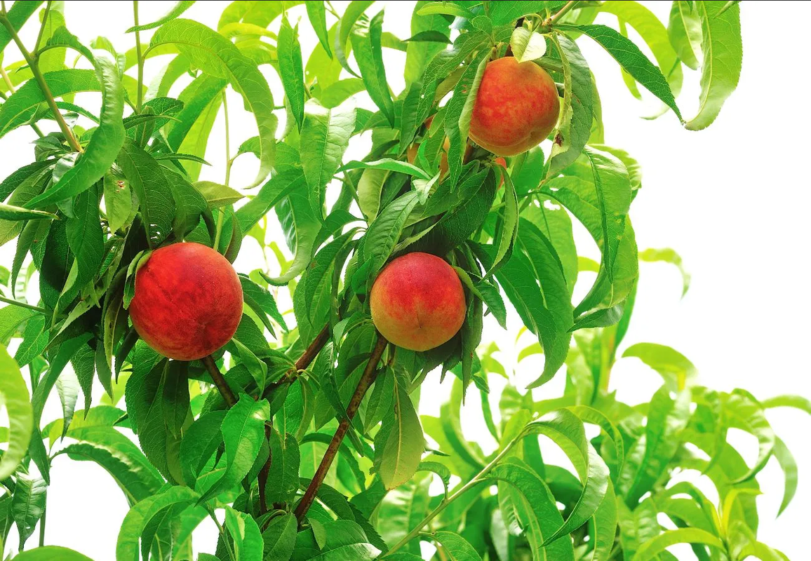 ¿Árboles frutales? Estos son los que se plantan en septiembre