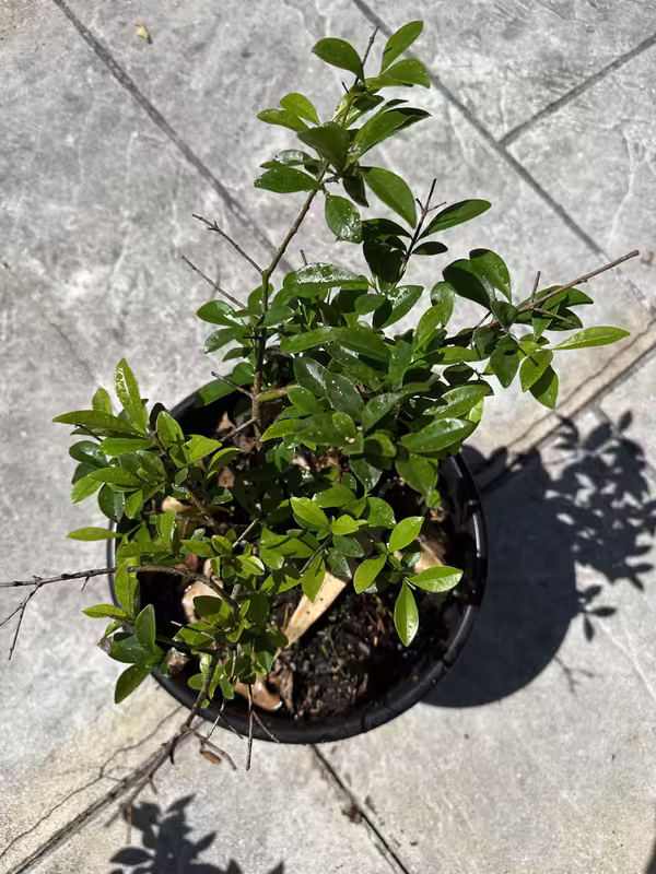EMinRehab325a