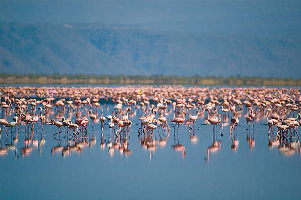 Lake Natron