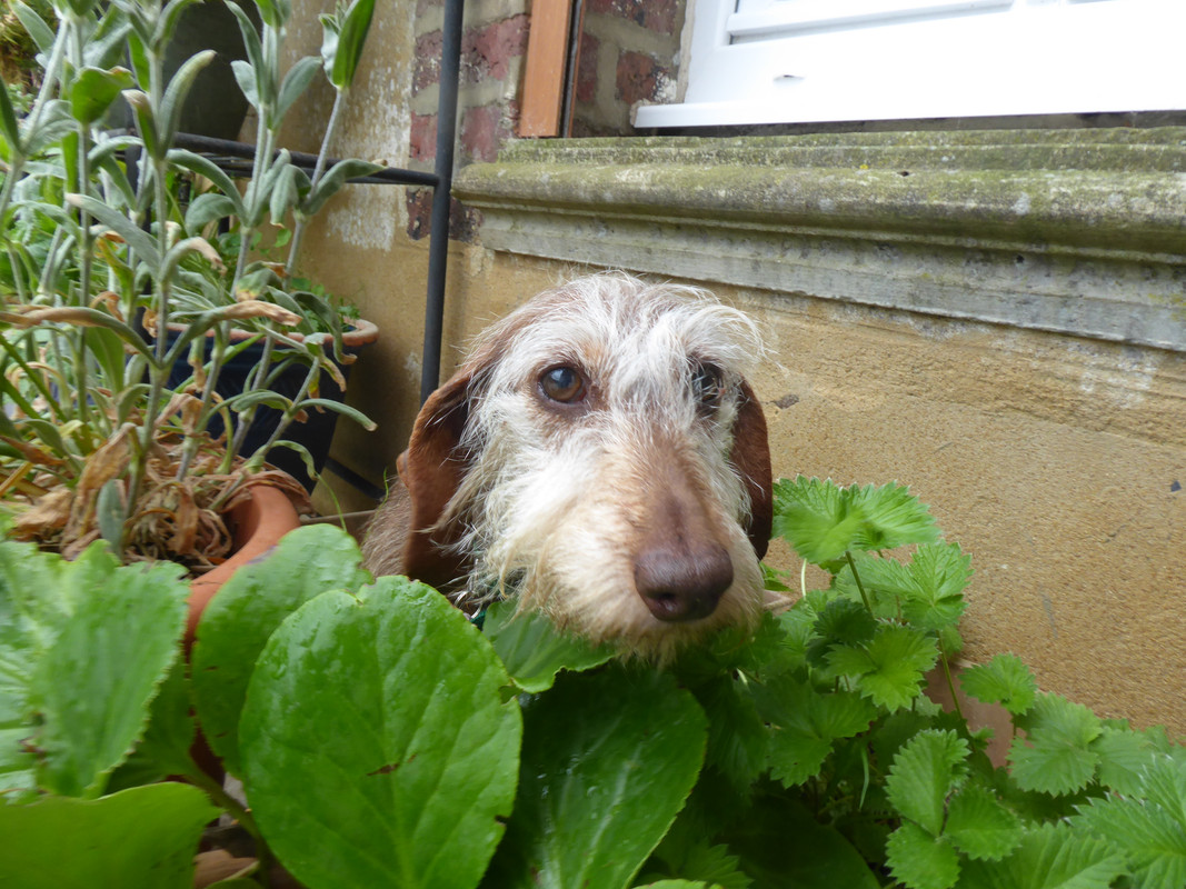 [Image: P1030185.jpg]