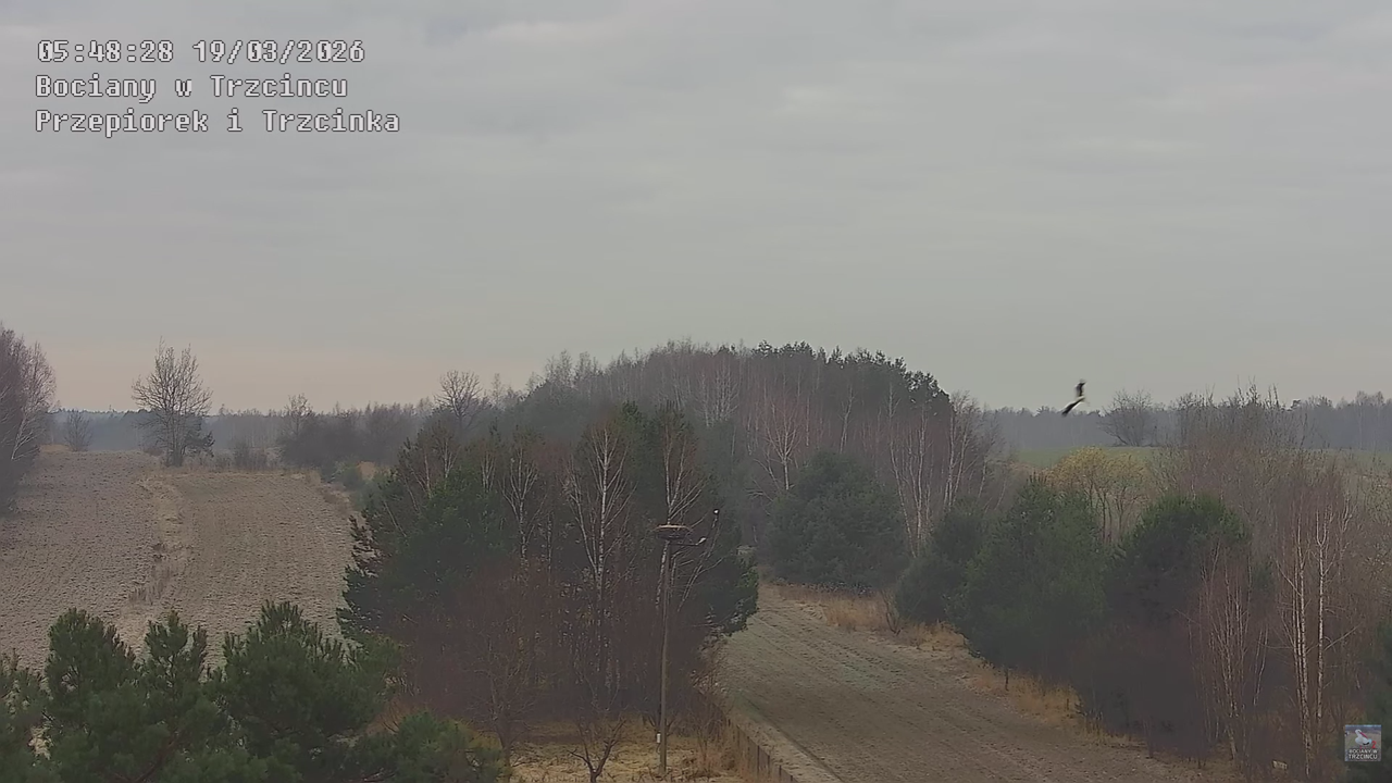 19032026 Przylot pierwszego bociana 12