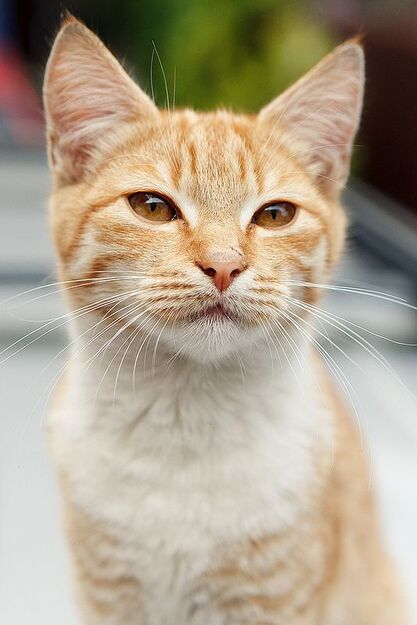 Cat-yellow790ad83f69d7f8d2d1be15ac56c.jpg