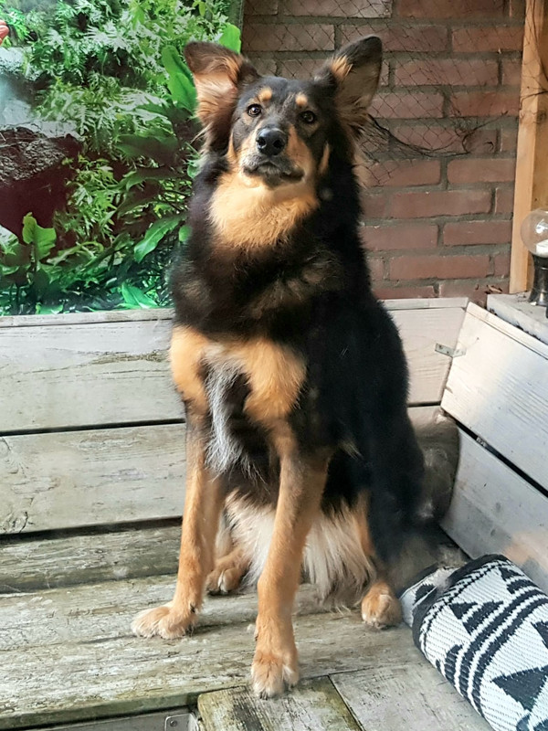 Afbeelding