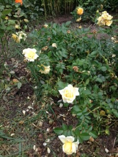 Nadia Meillandecor 1