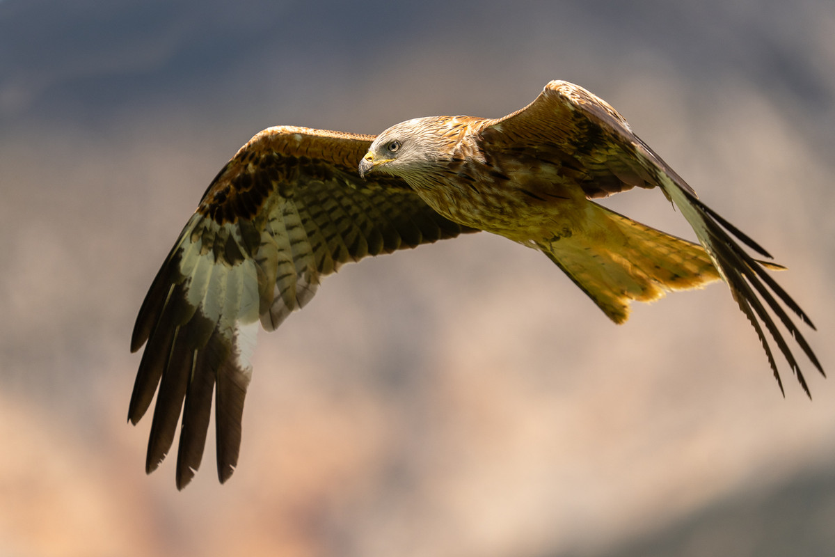 Rode wouw - Fotohut Spanje - past maar net! Het luxeprobleem van een vaste 400mm