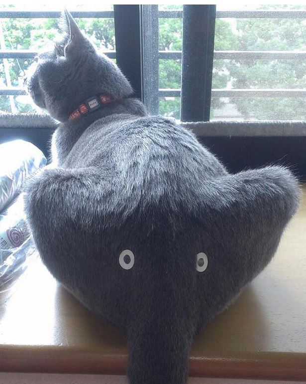 Did You know googly eyes on cat's butts look like elephants