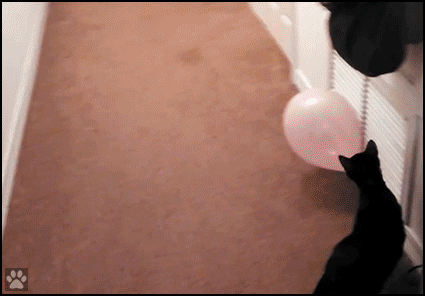 Funny-Cat-GIF-Black-cat-poops-pink-balloon-and-gets-startled-Run-run-kitty.gif