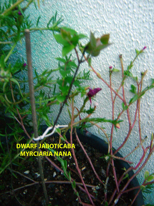 DSC02009