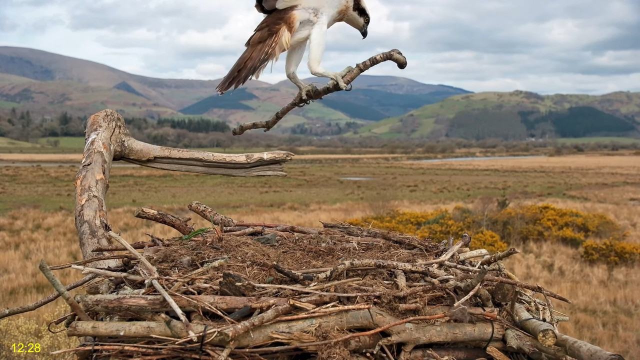 🦅 Dyfi Osprey projekts (VELSA)_ 2025. gada TIEŠRAIDE 4K kvalitātē 🦅 12-1-39 screenshot (3)