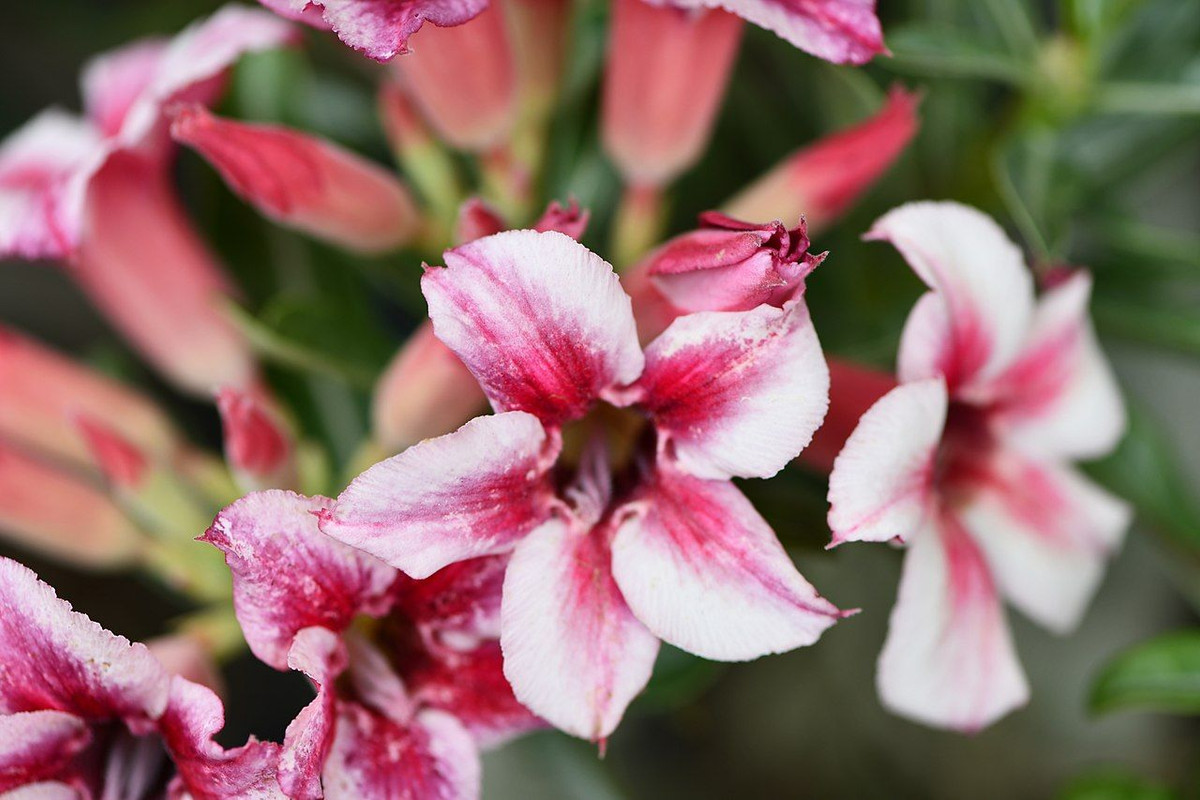 list-of-good-adenium-seed-sellers.jpg